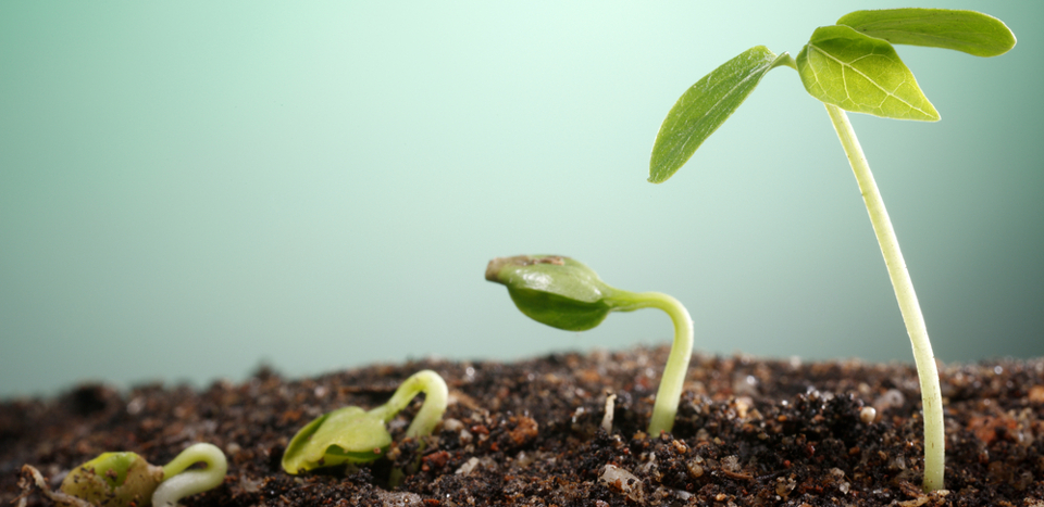 Organizational Growth | Business Model Insider